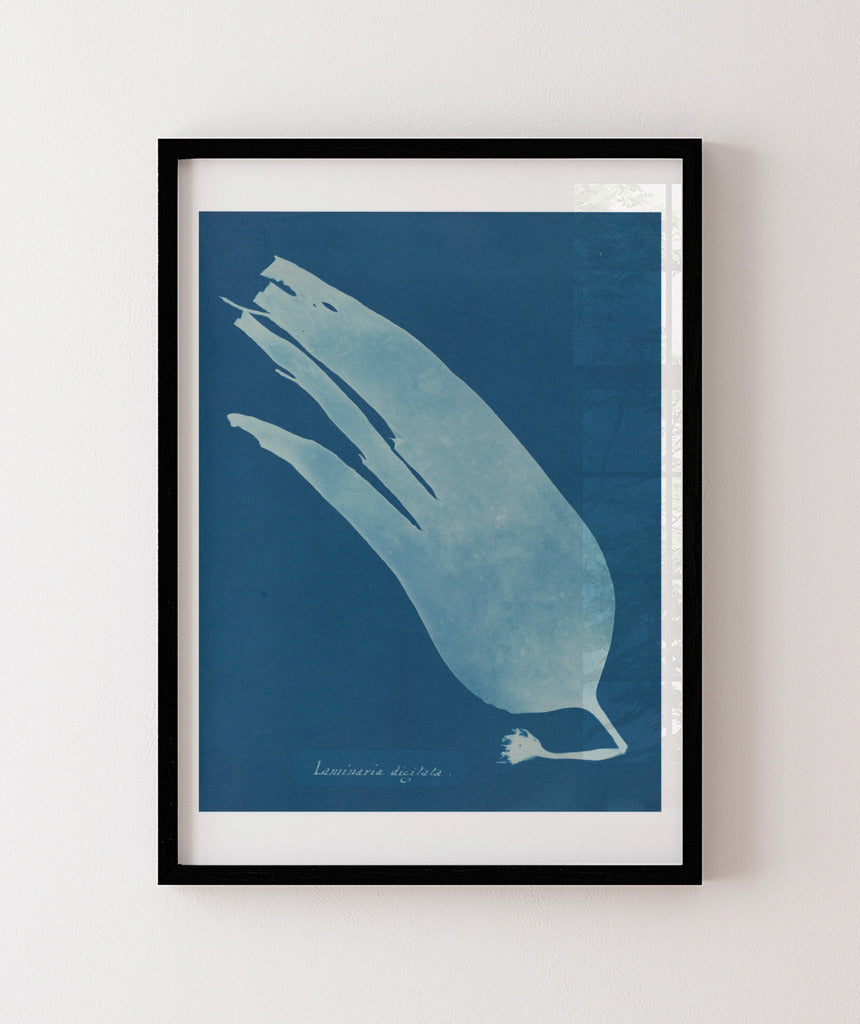 Anna Atkins I