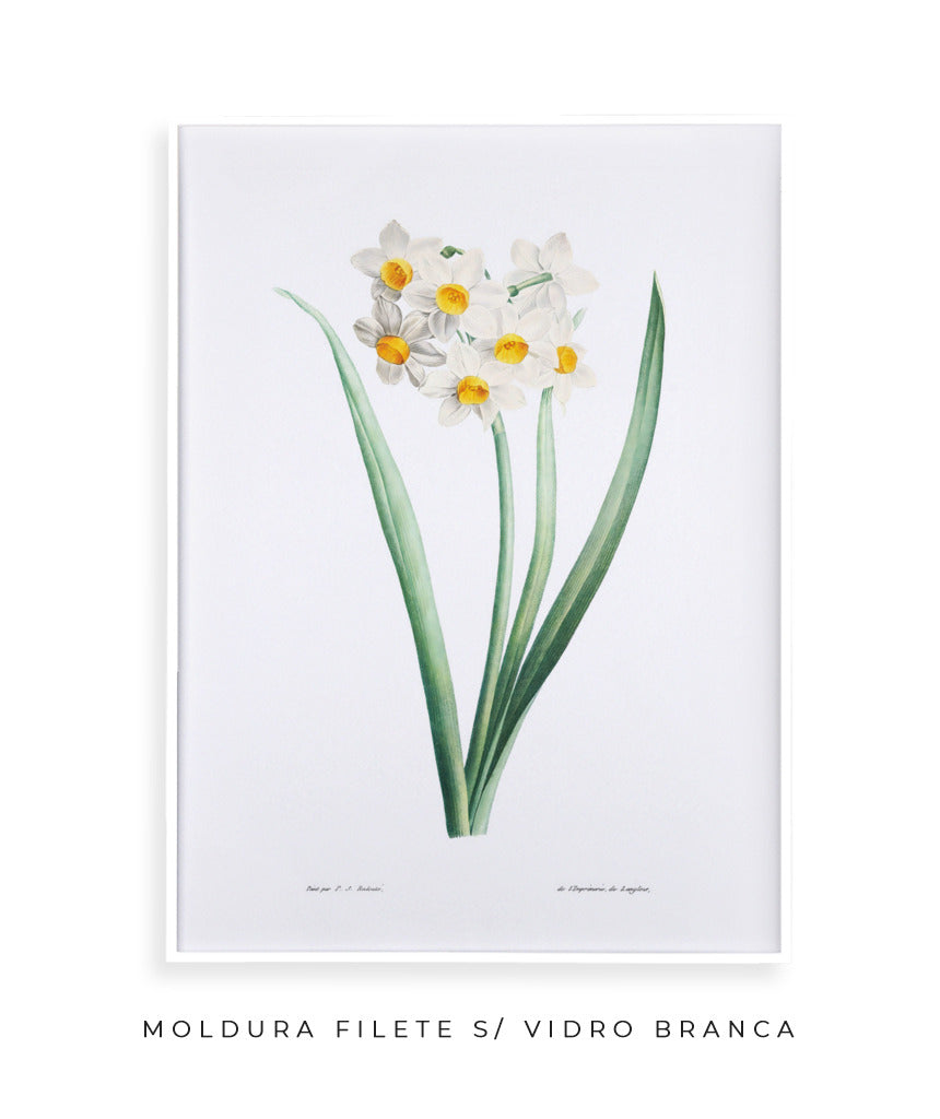 Narcisos