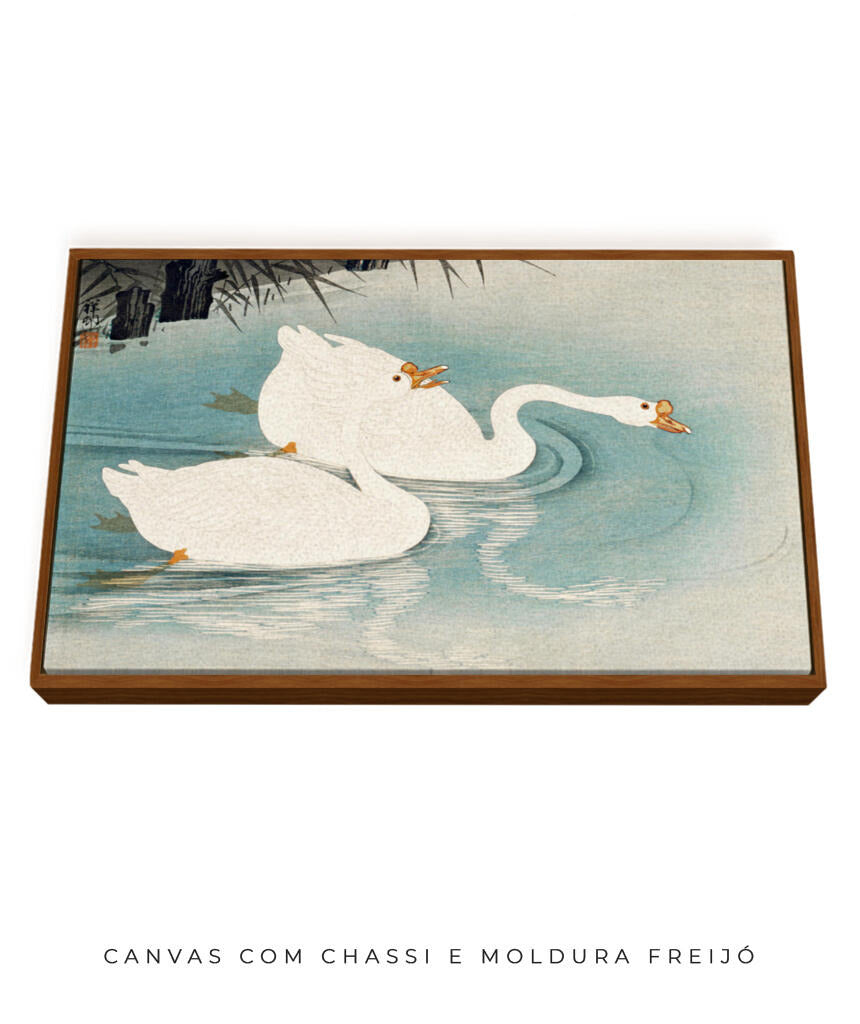 Os Cisnes