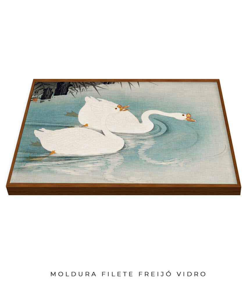 Os Cisnes