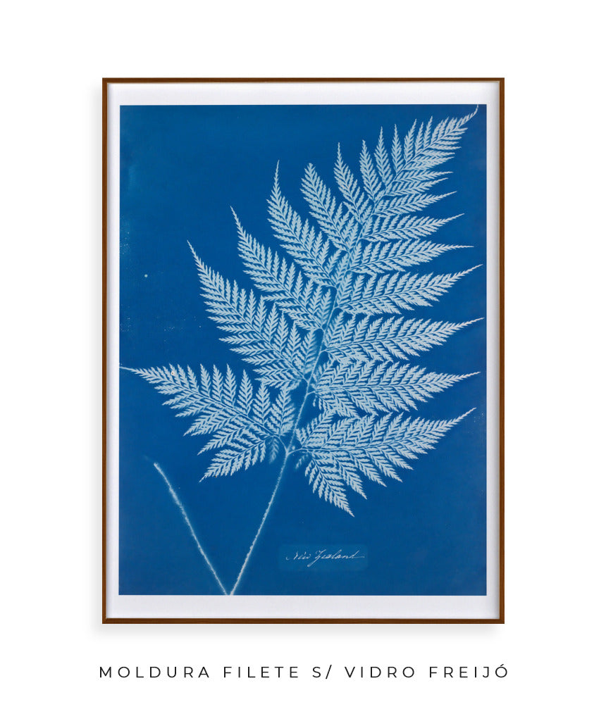 Anna Atkins II