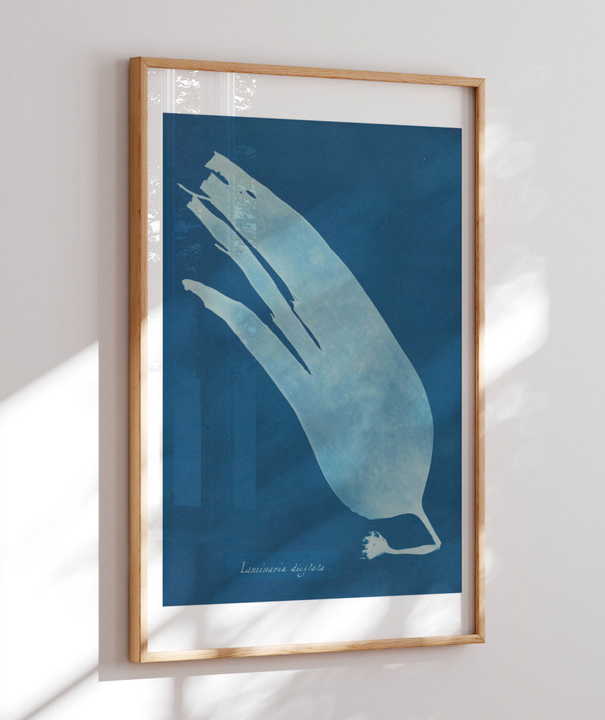 Anna Atkins I