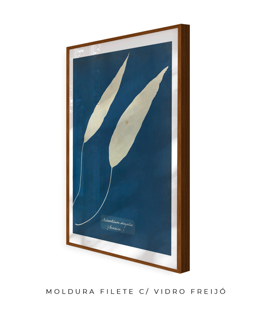 Anna Atkins V