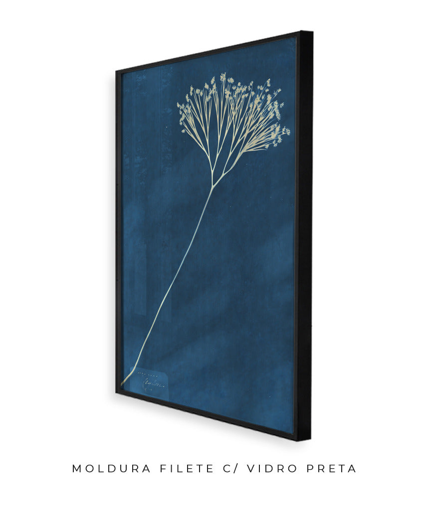 Anna Atkins VII