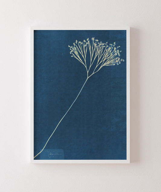 Anna Atkins VII