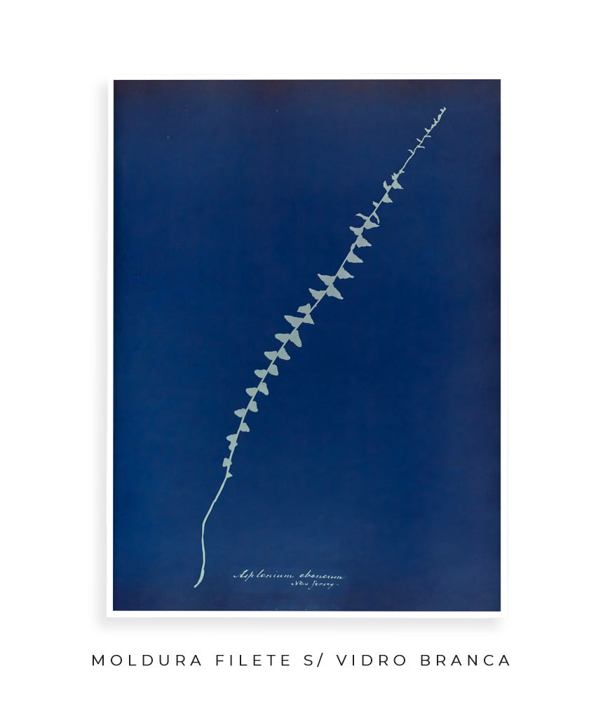 Anna Atkins VI