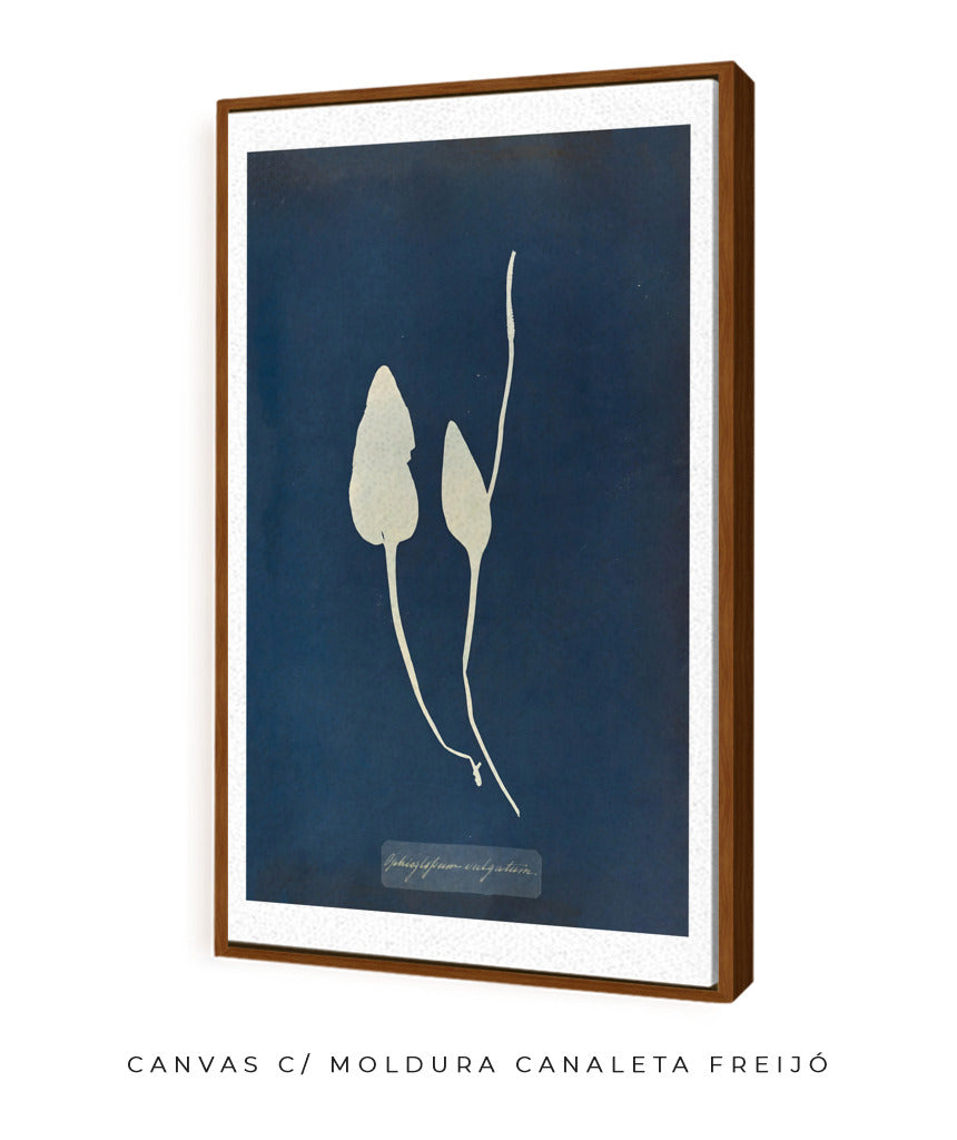 Anna Atkins III