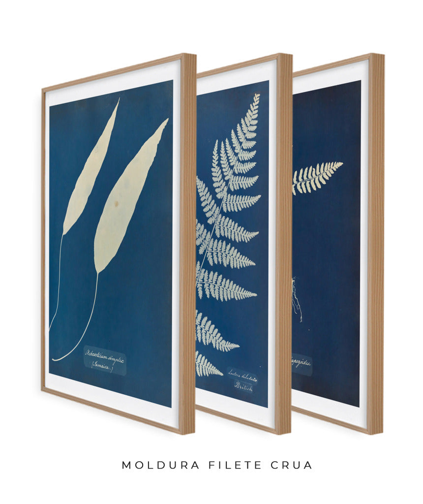 Composição Anna Atkins