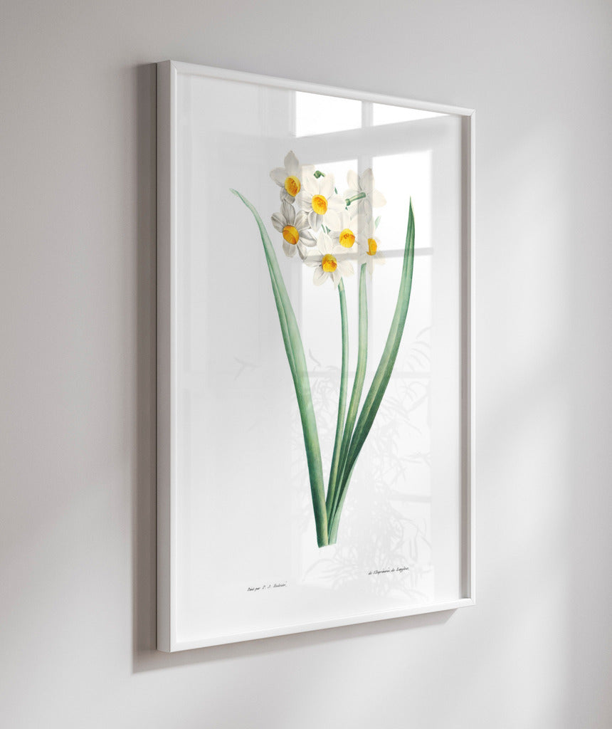 Narcisos