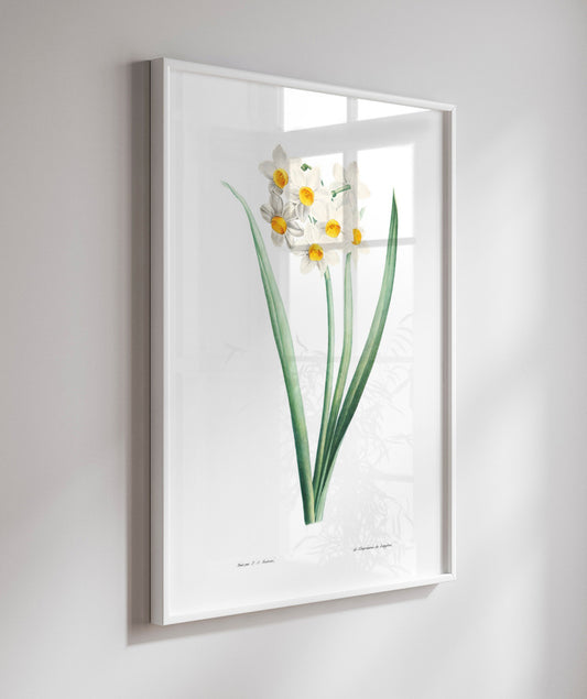 Narcisos