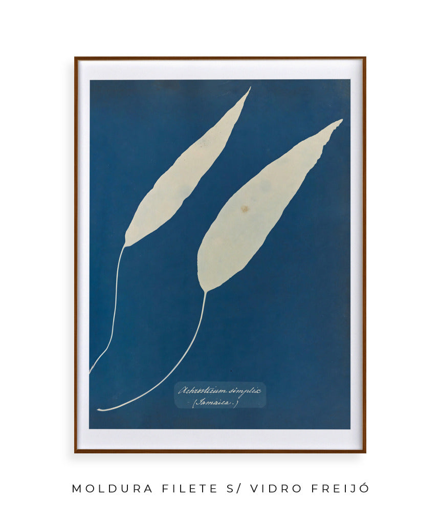 Anna Atkins V