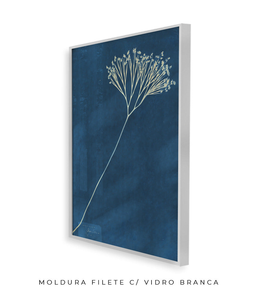 Anna Atkins VII