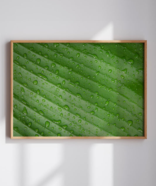 Orvalho na folha de bananeira