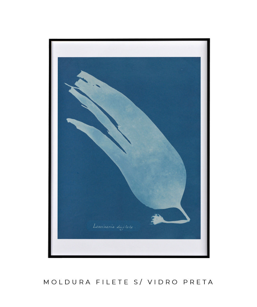 Anna Atkins I