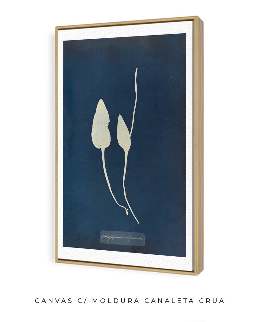 Anna Atkins III