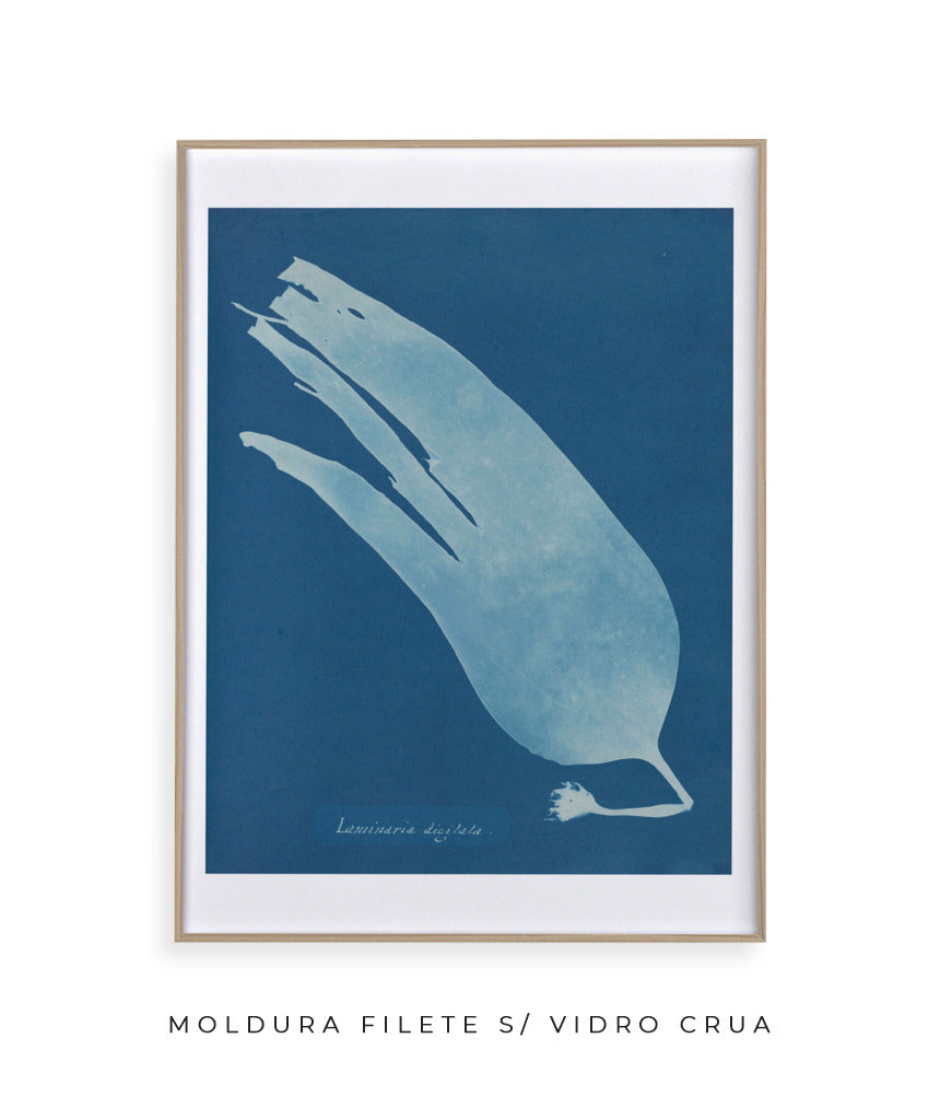 Anna Atkins I