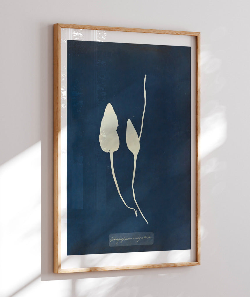Anna Atkins III