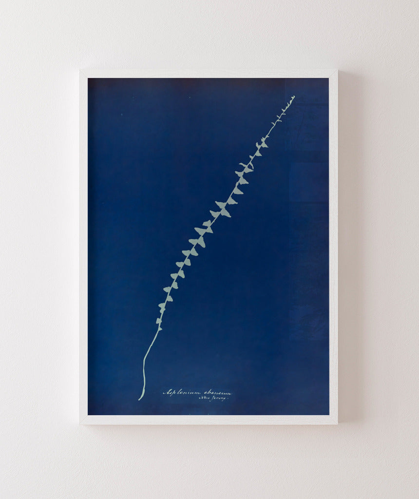 Anna Atkins VI