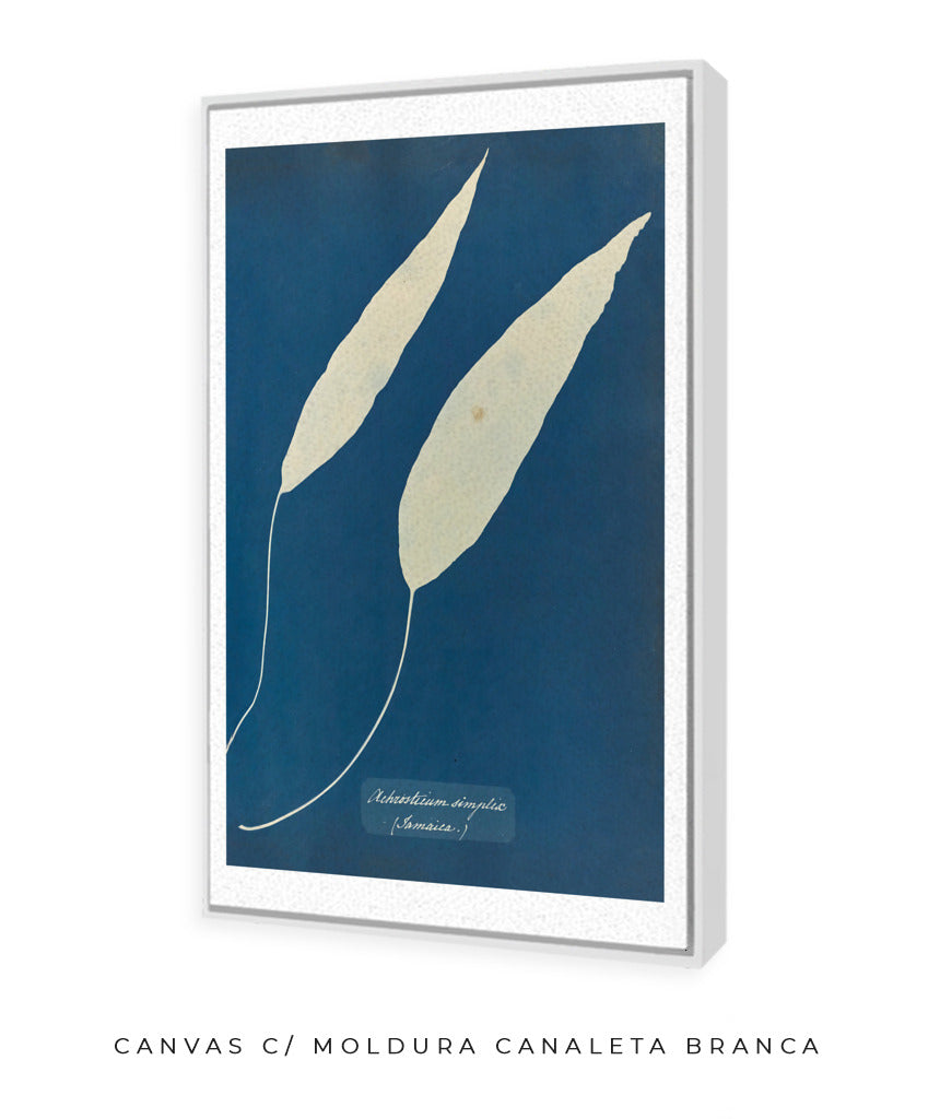 Anna Atkins V