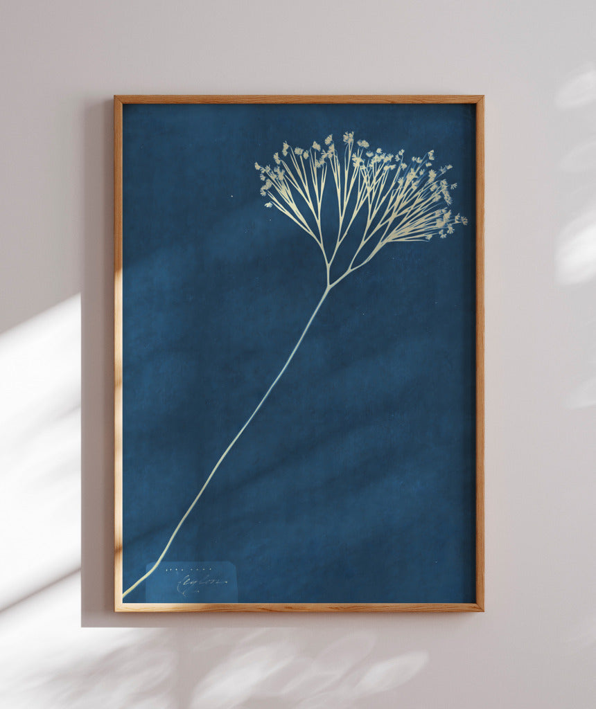 Anna Atkins VII