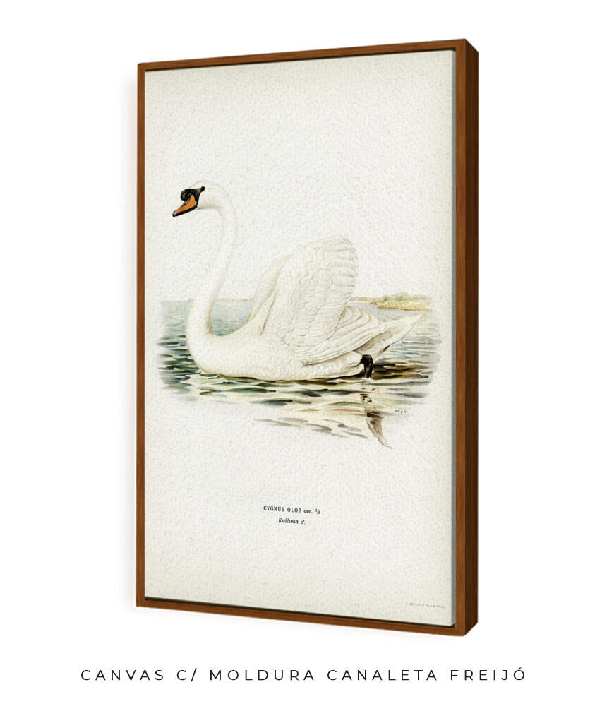 Cisne Branco II