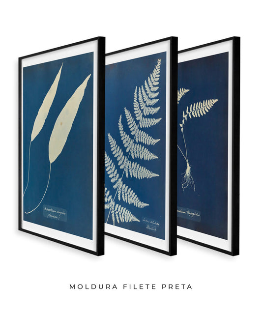 Composição Anna Atkins