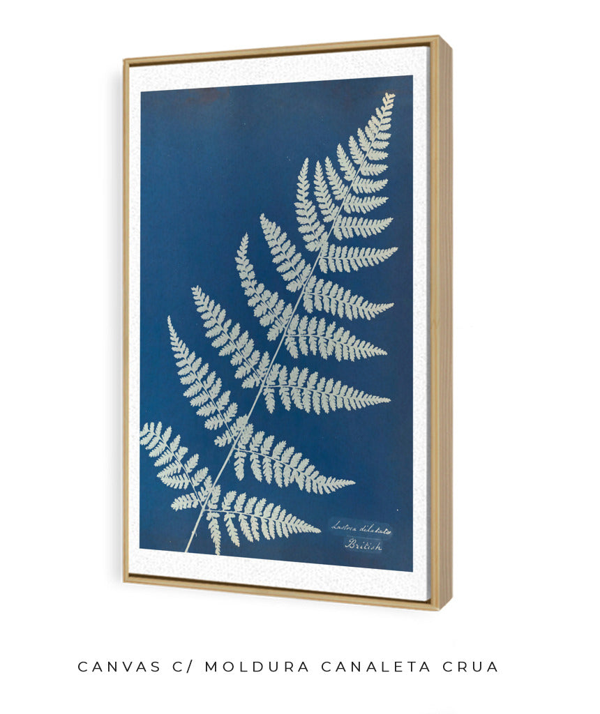 Anna Atkins IV