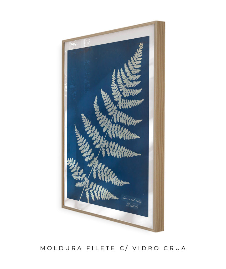 Anna Atkins IV