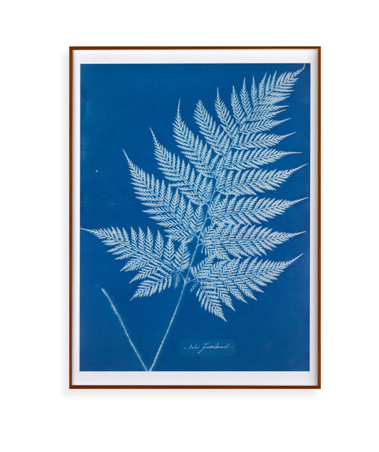 Anna Atkins II