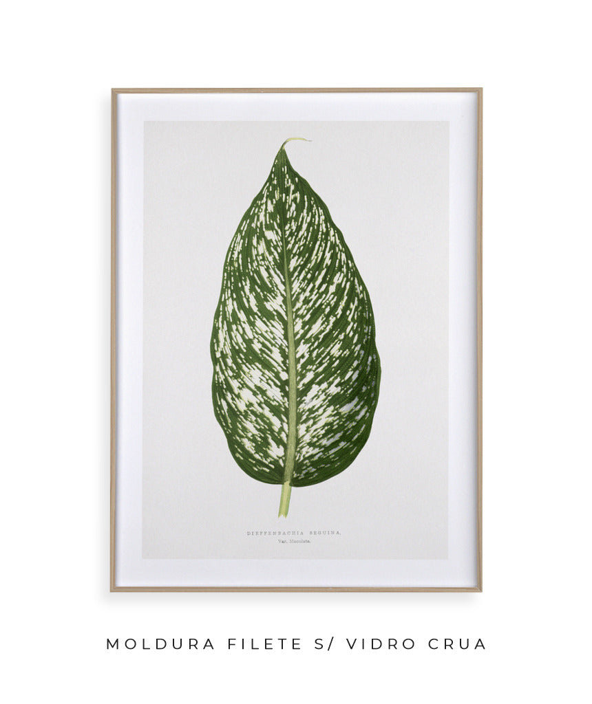 Folhas III