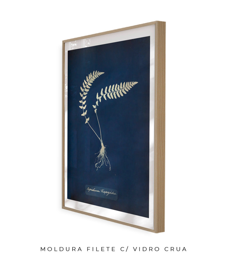Anna Atkins VIII