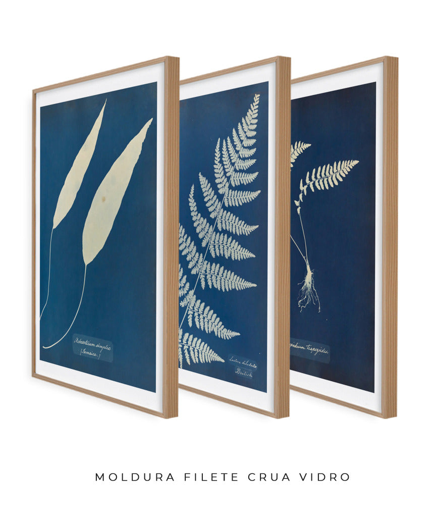 Composição Anna Atkins