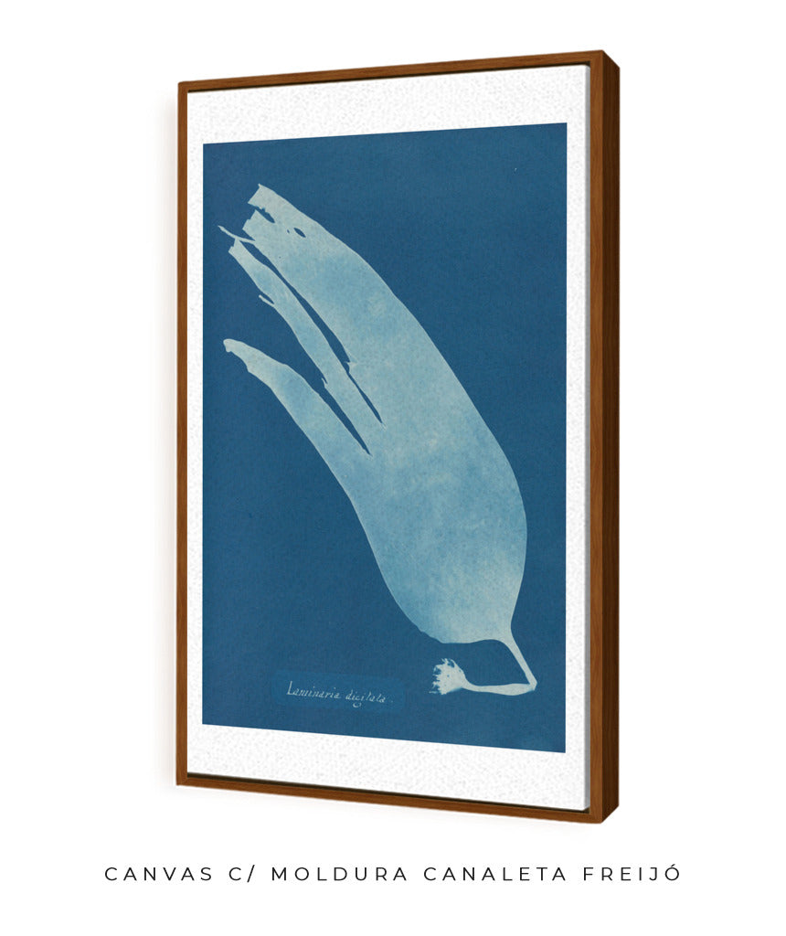 Anna Atkins I