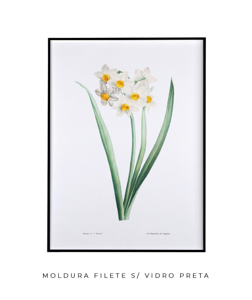 Narcisos