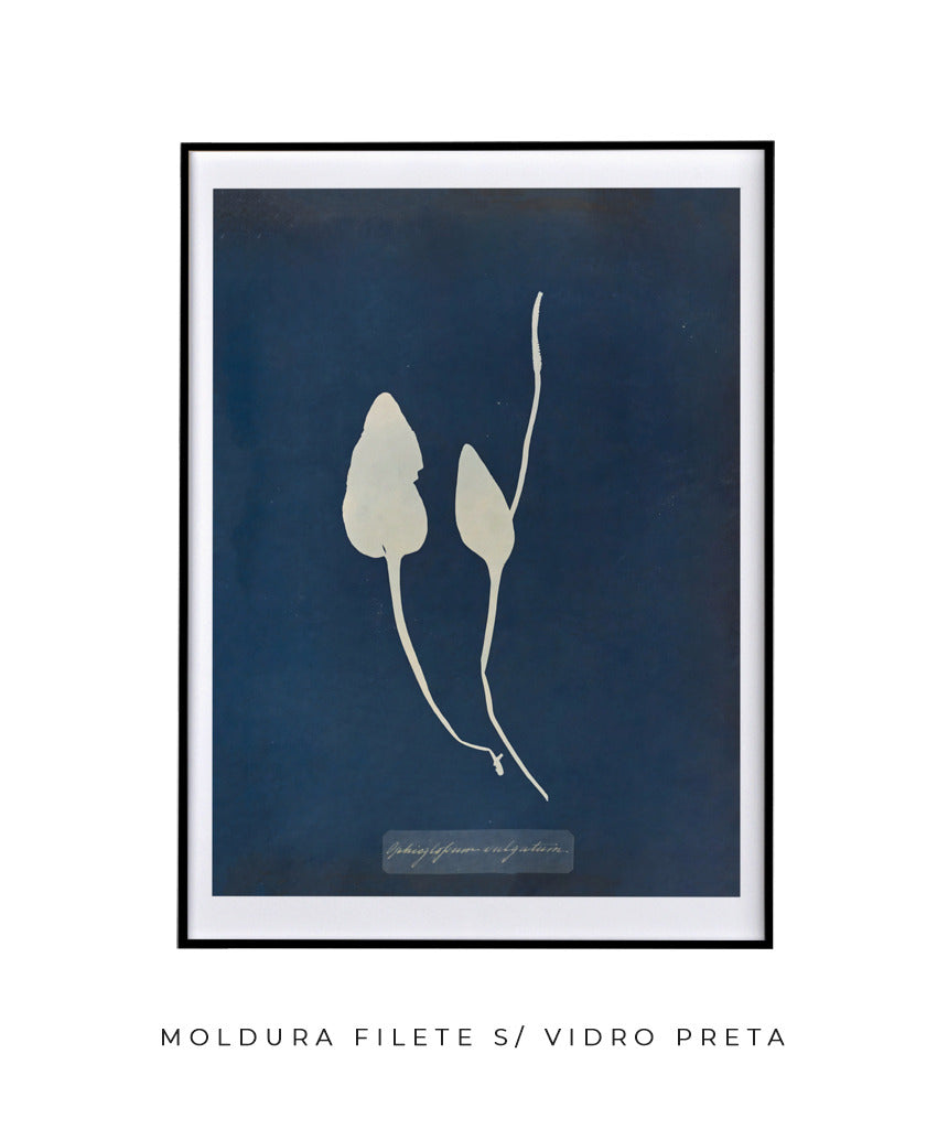 Anna Atkins III