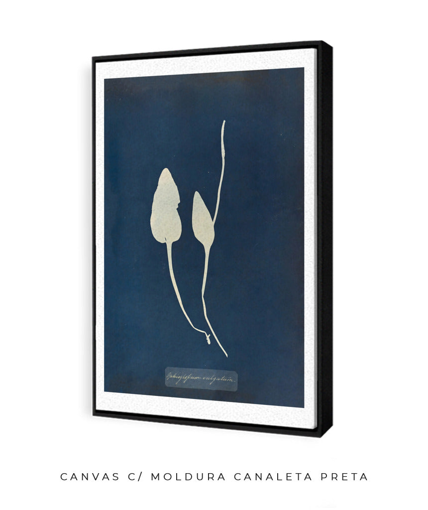 Anna Atkins III