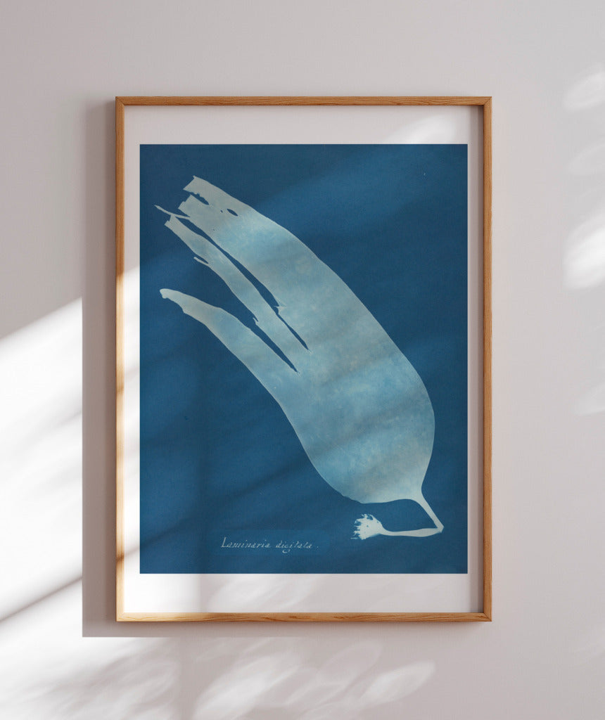 Anna Atkins I