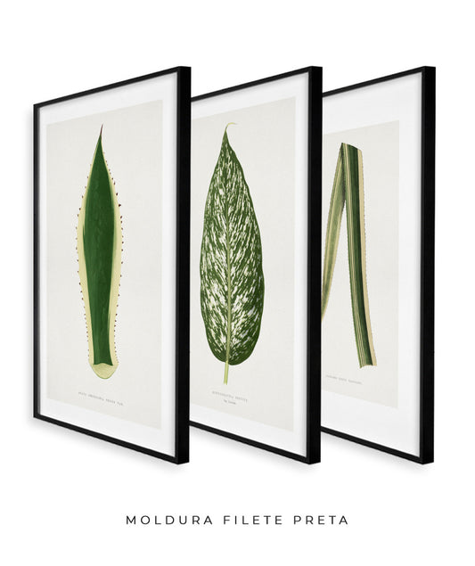 Composição Folhas brasileiras