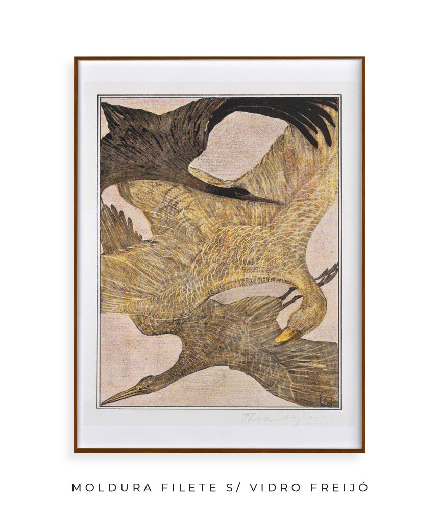 Aves