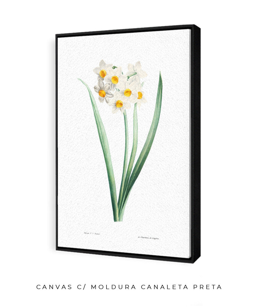 Narcisos