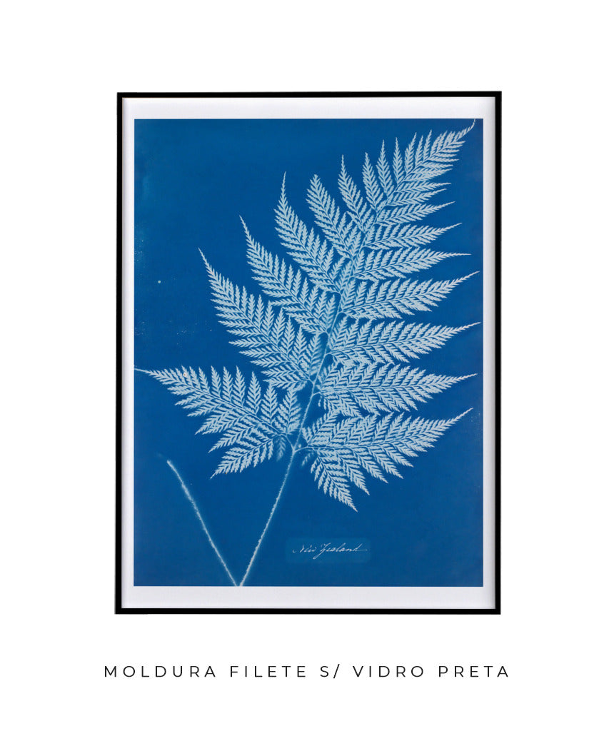 Anna Atkins II