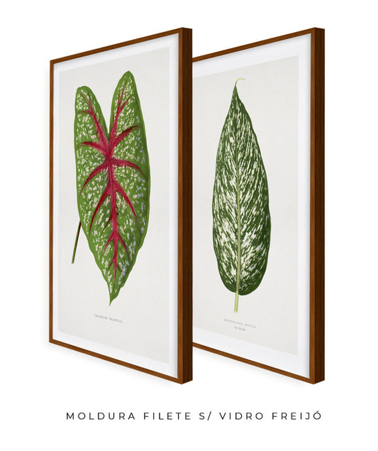 Dupla Folhas Brasileiras II