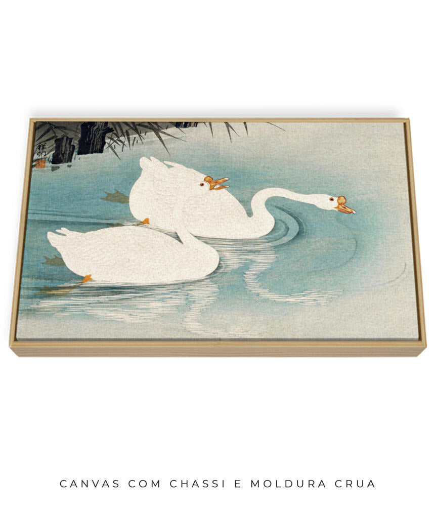 Os Cisnes