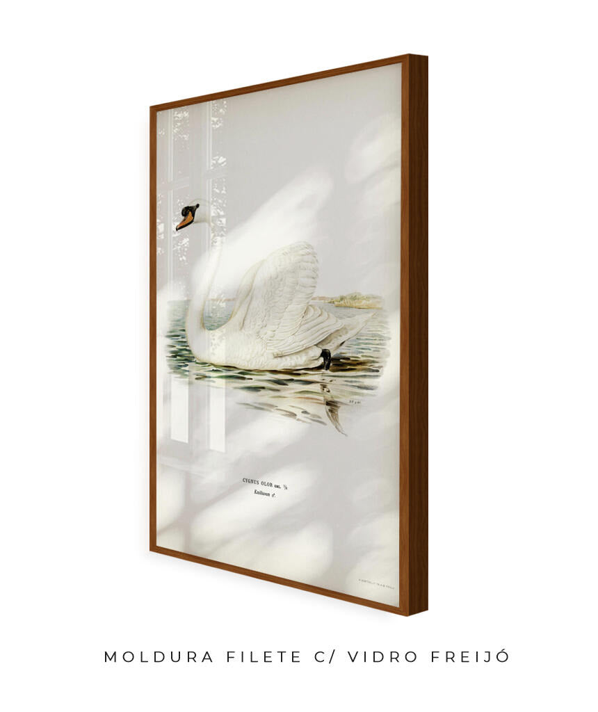 Cisne Branco II