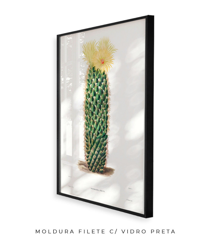 Mammillaria Erecta