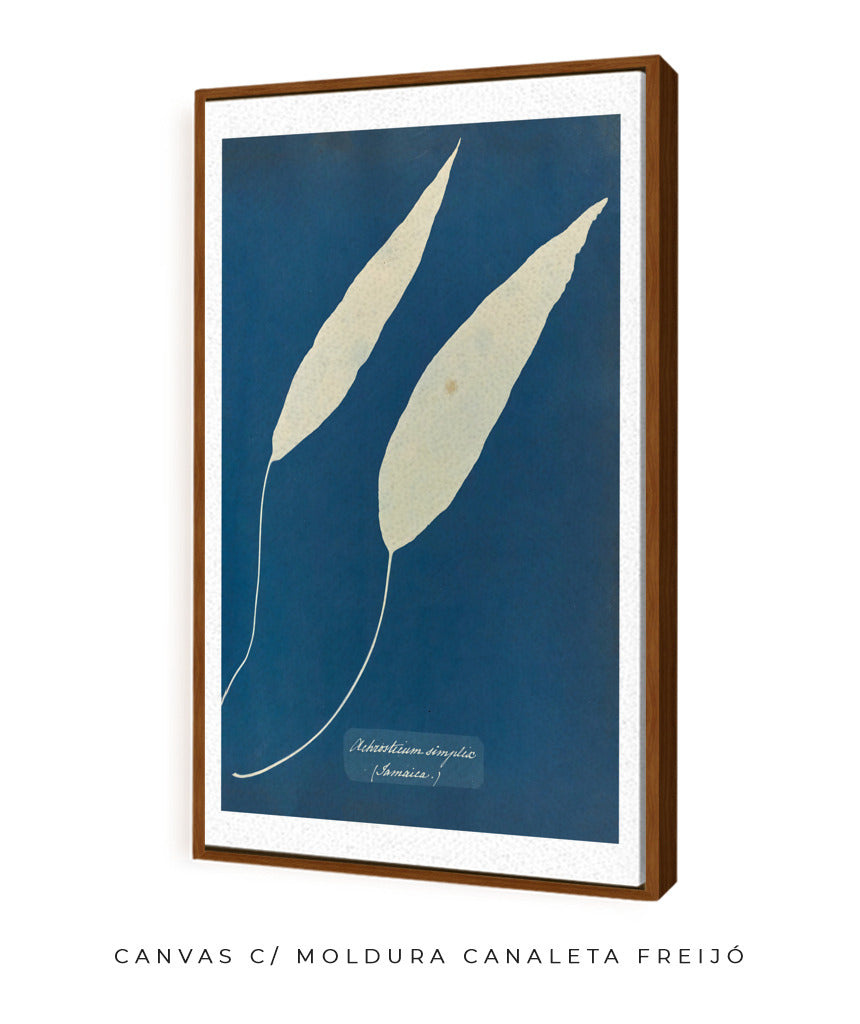 Anna Atkins V