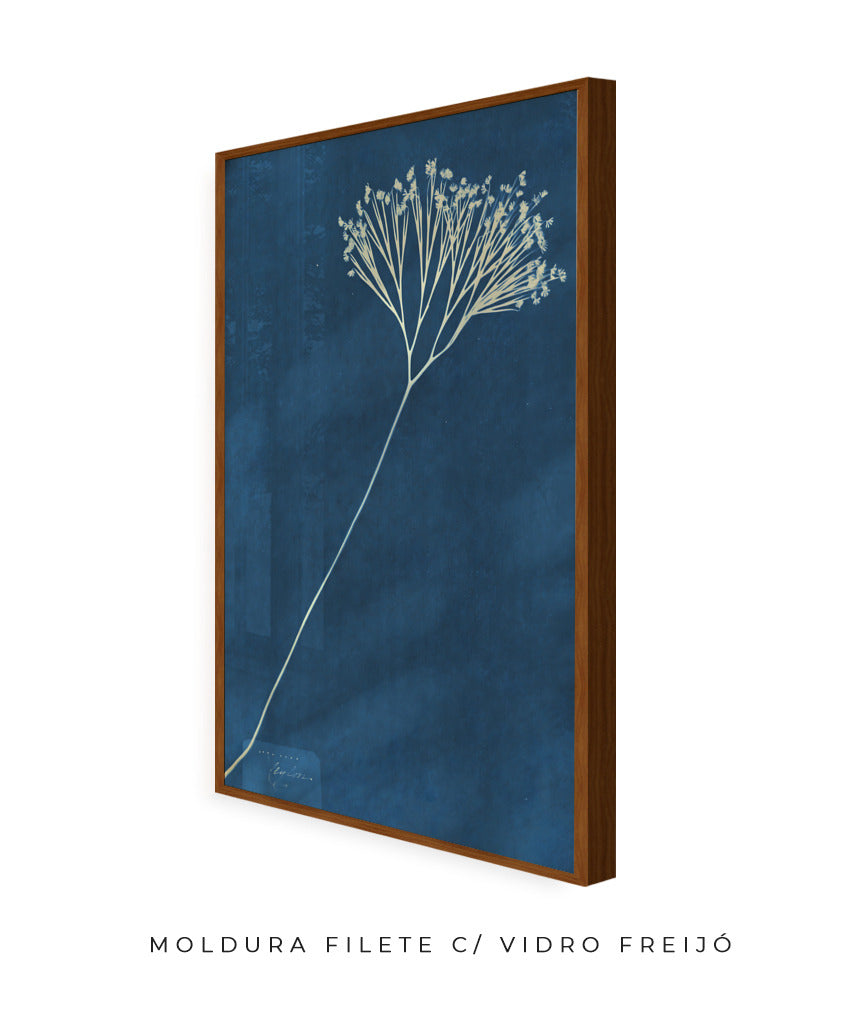 Anna Atkins VII