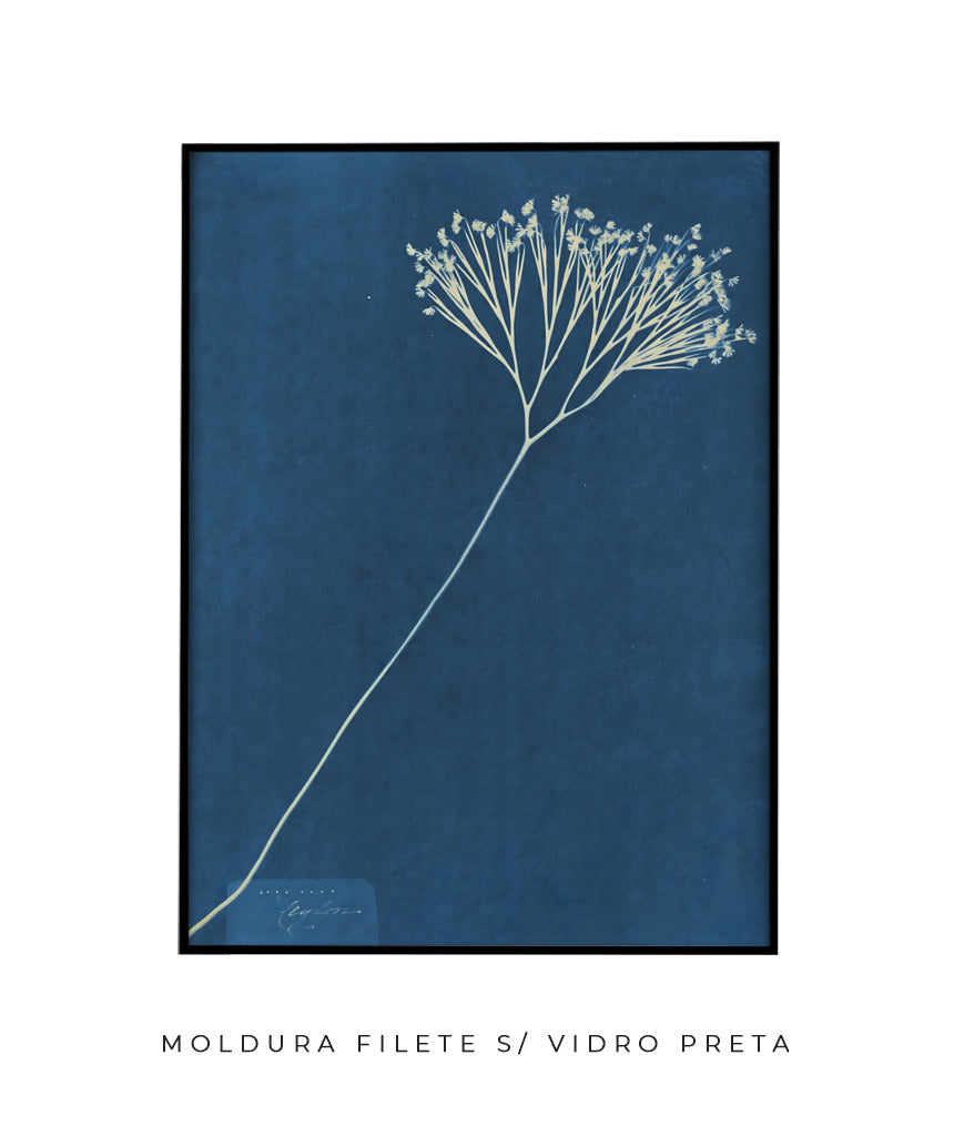 Anna Atkins VII
