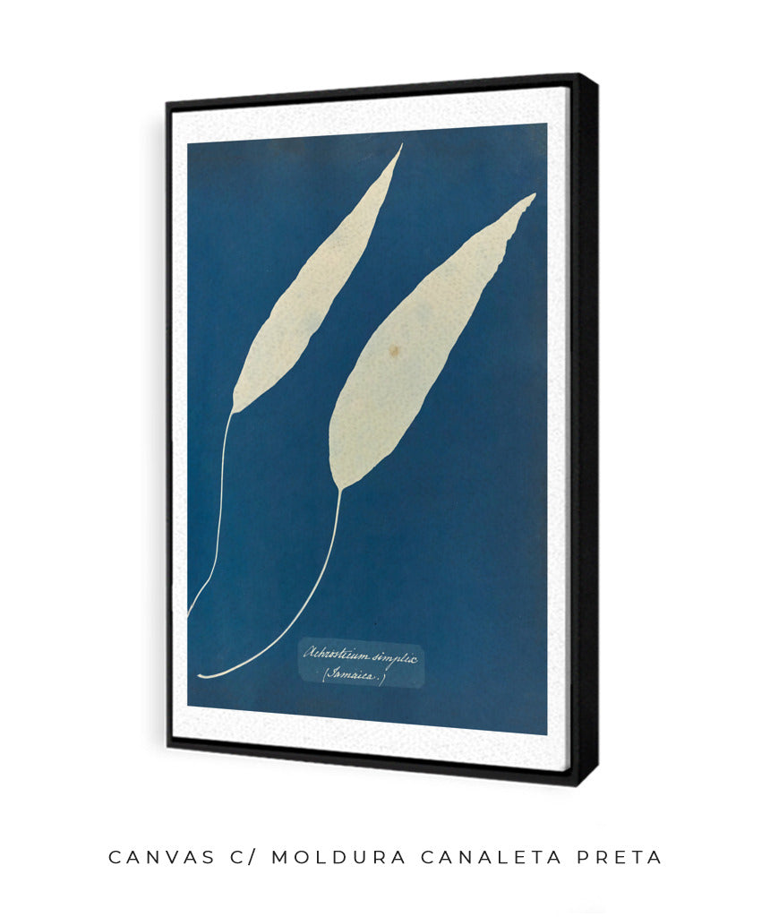 Anna Atkins V