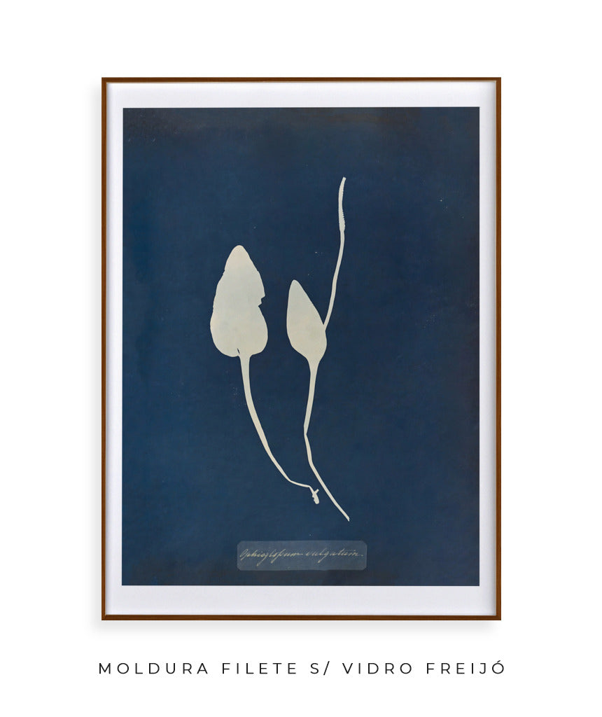 Anna Atkins III